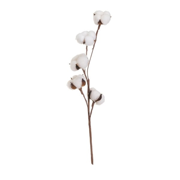 Plantă uscată (înălțime 55 cm) Cotton – Casa Selección