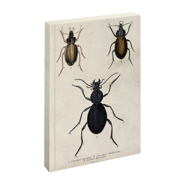 Agendă Jay Biologica Beetle