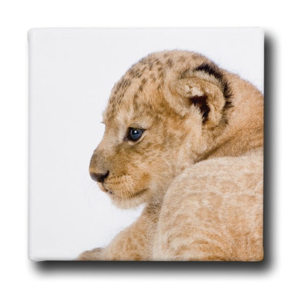 Tablou Butter Kings Baby Lion