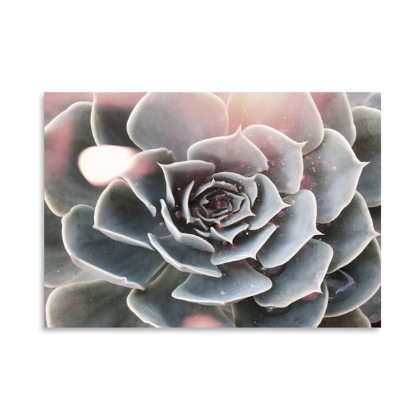 Poster Americanflat Shiny Succulent, 30 x 42 cm