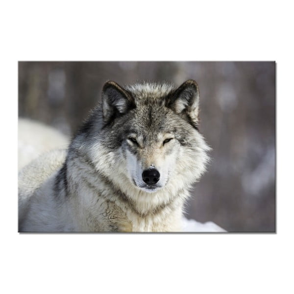 Tablou Styler Glasspik Animal Wolf, 80 x 120 cm