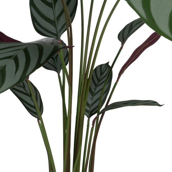 Plantă artificială (înălțime 150 cm) Calathea – Ixia-image-2