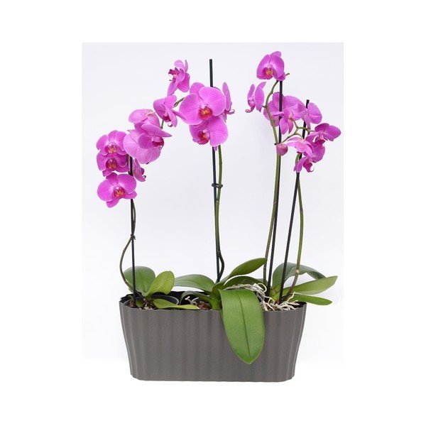 Ghiveci Plastia Tirola, lungime 38 cm, gri închis-image-2