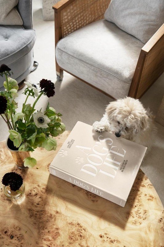 Inspirații: Articole pentru animale de companie