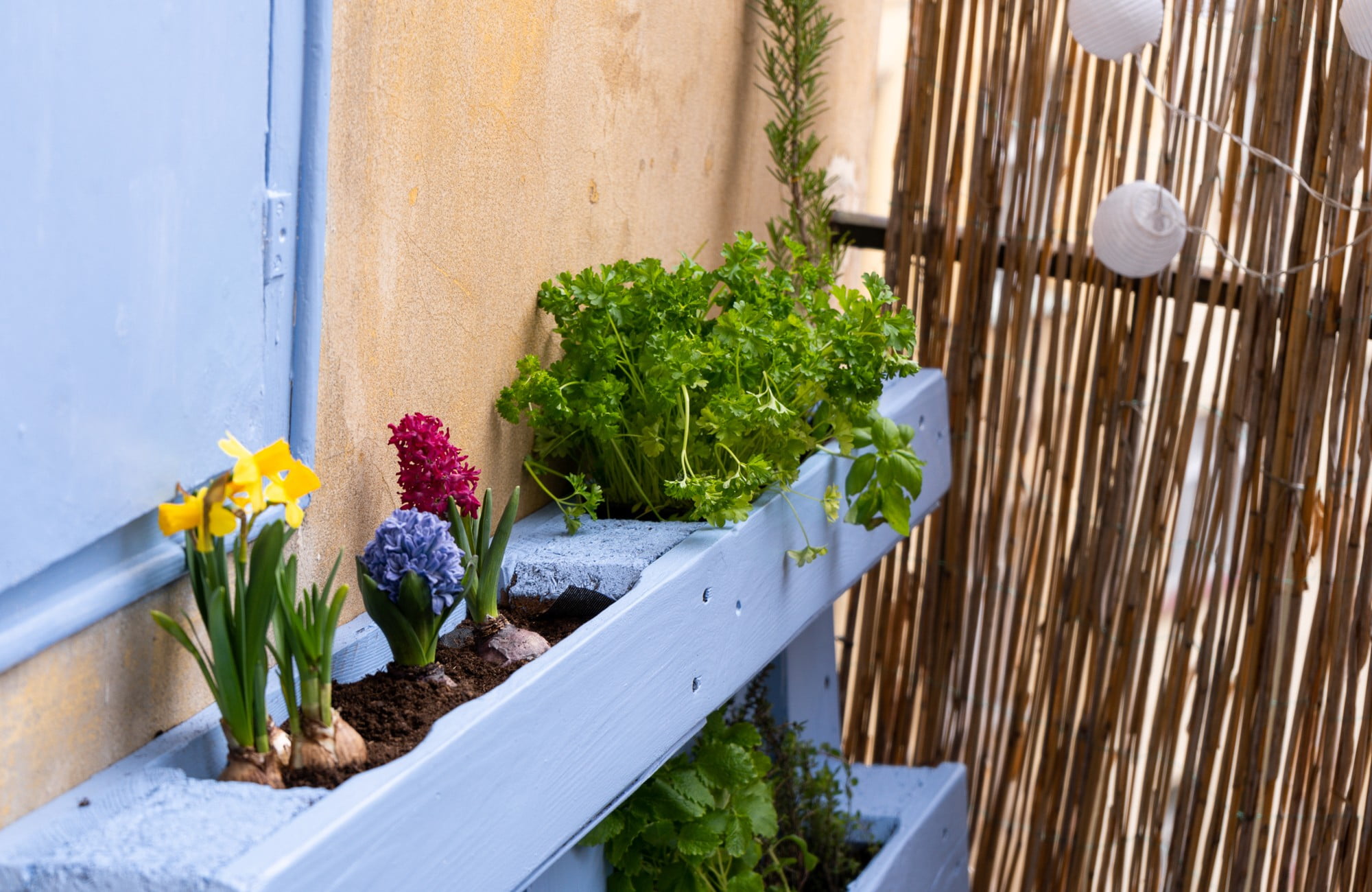 Pe un balcon mic poți planta flori, ierburi aromatice și legume.