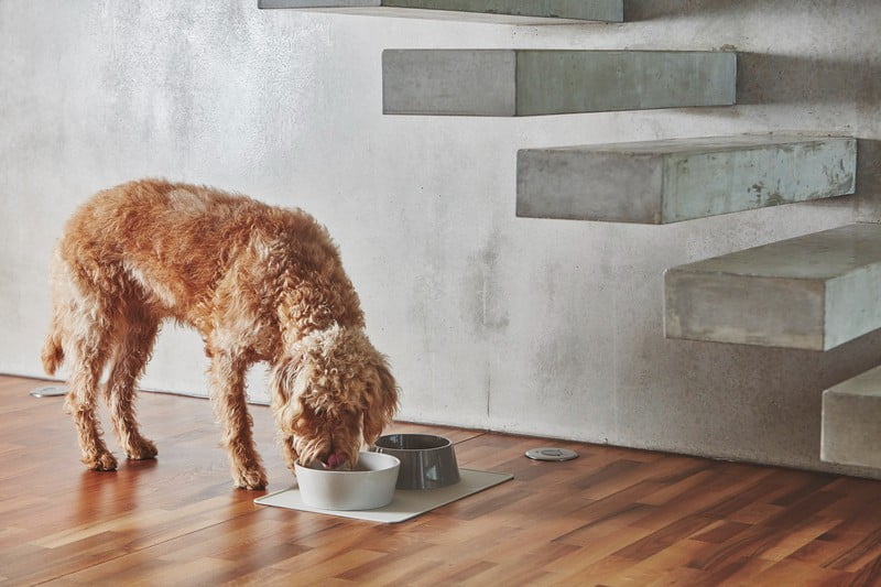 Inspirații: Articole pentru animale de companie