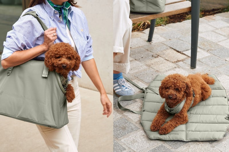 Inspirații: Articole pentru animale de companie