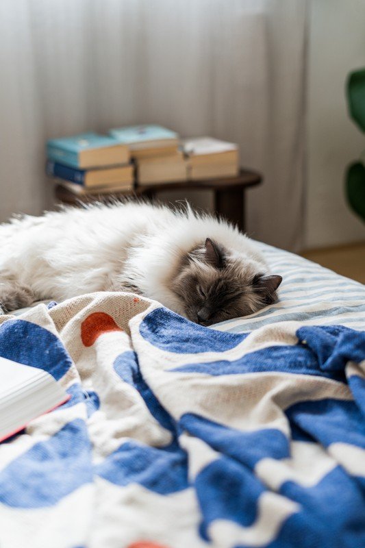 Inspirații: Decorațiuni