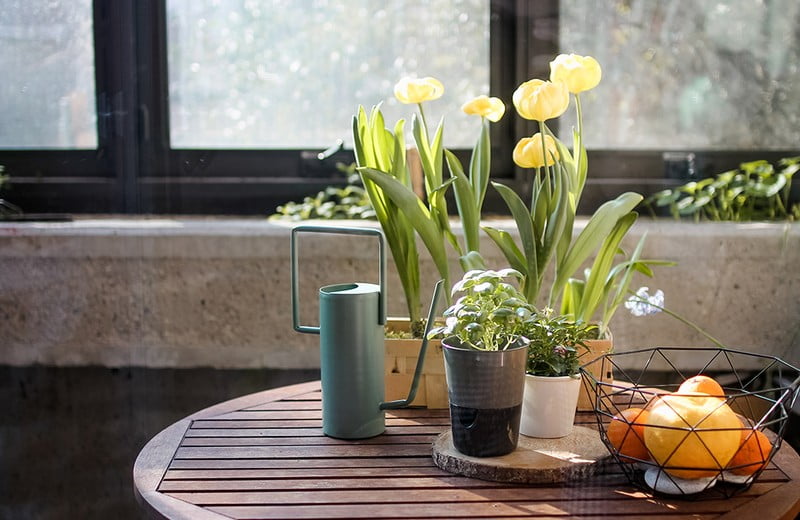 Trei sfaturi simple pentru a cultiva ierburi aromatice și plante în apartament 