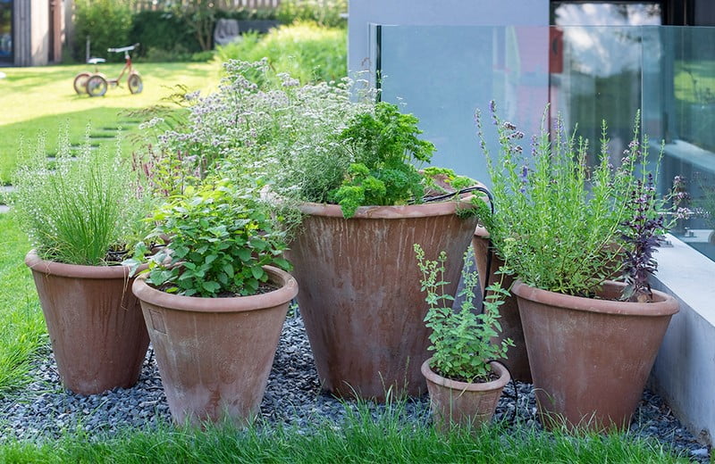 7 plante comestibile pentru grădină și balcon