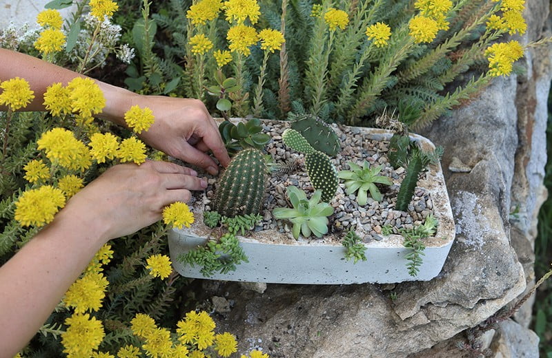 Ghivece de flori și decorațiuni din beton: pentru o grădină inedită
