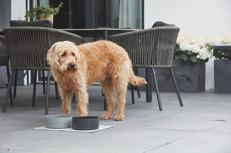 Inspirații: Articole pentru animale de companie