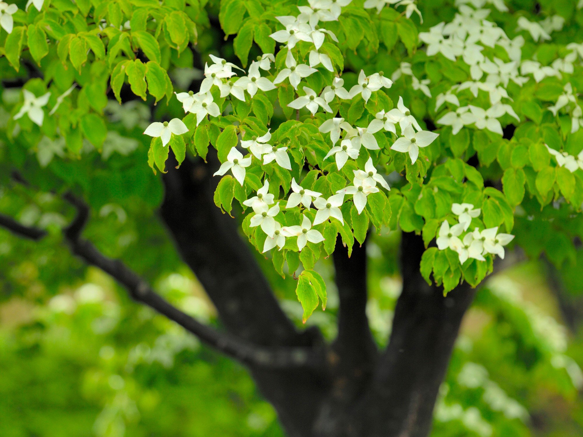 Cornul chinezesc (Cornus kousa chinensis) are fructe comestibile după ce le cureți de coaja amară.