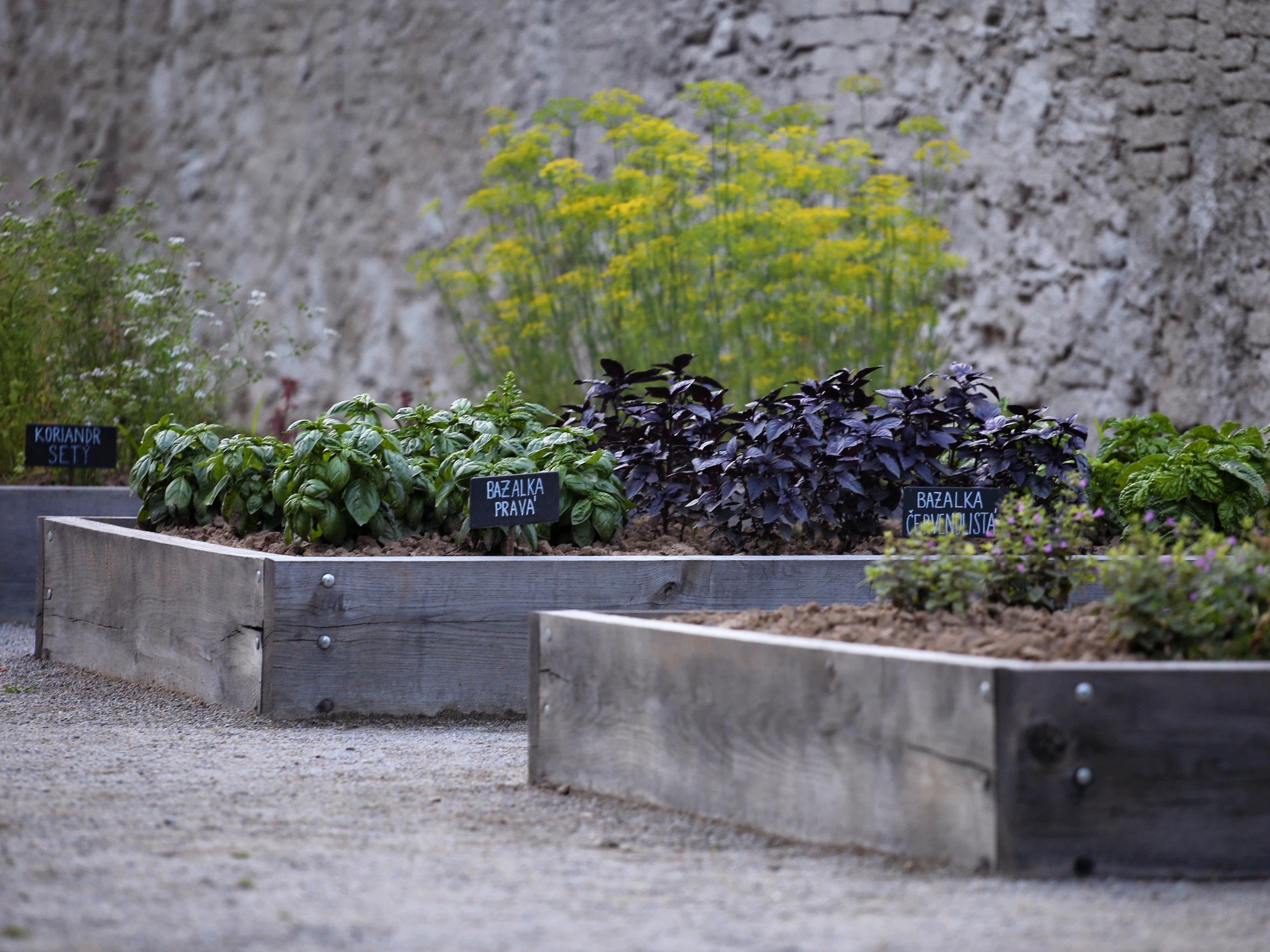 Poți folosi busuiocul proaspăt pentru pesto sau îl poți usca și adăuga în sosuri