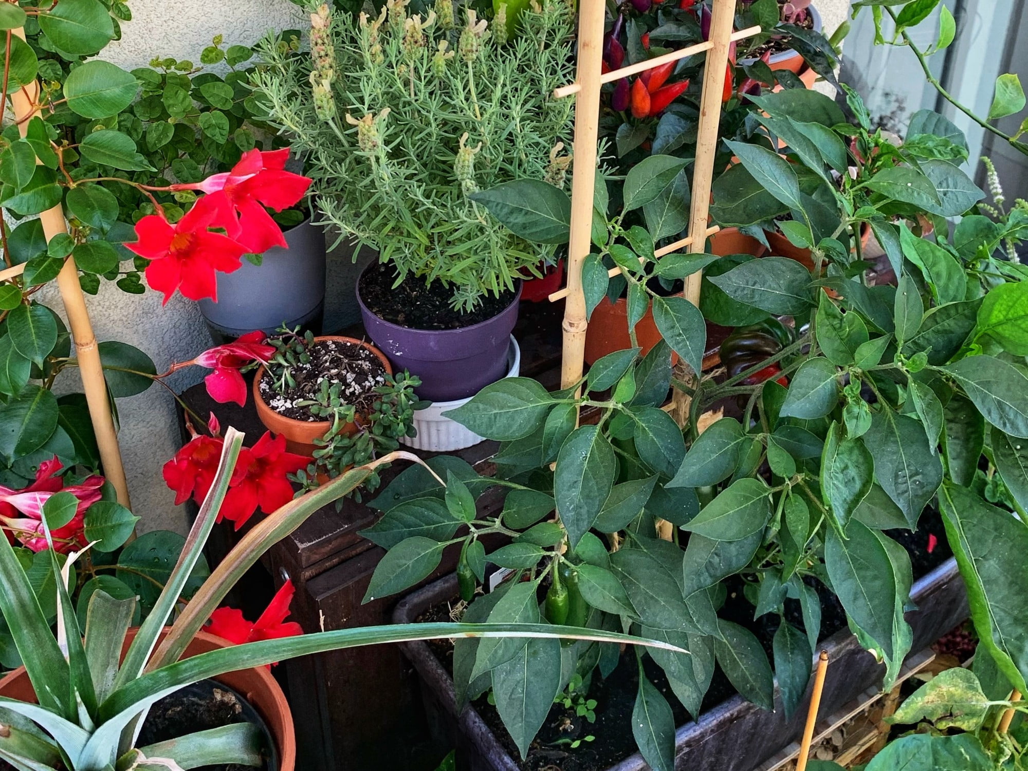 Poți crește ardei iuți pe balcon, dar și soiuri de ardei grași cu plante mici. 