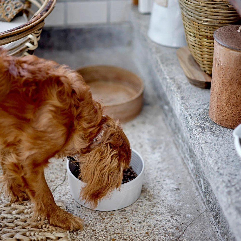 Inspirații: Articole pentru animale de companie