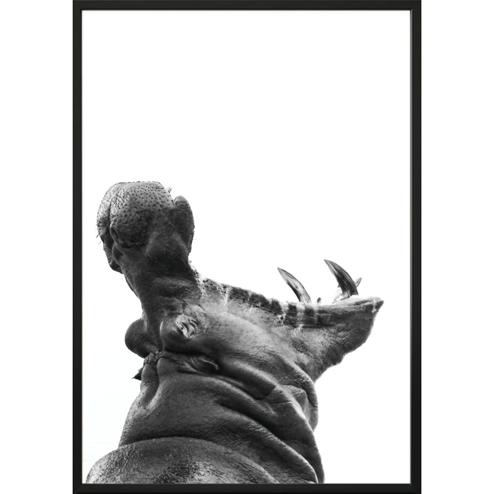 Poster DecoKing Hippopotamus, 100 x 70 cm