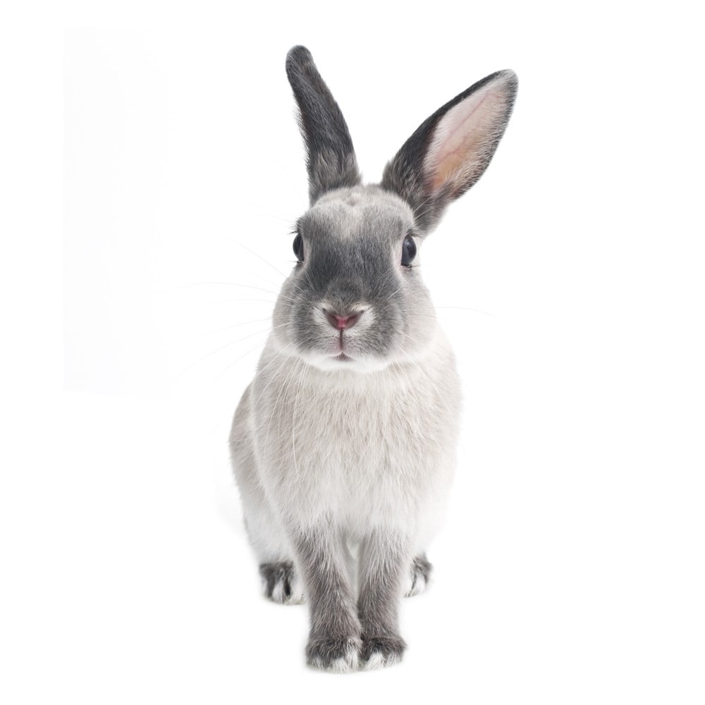 Autocolant pentru perete Dekornik Rabbit Harry, 50 x 103 cm 103 pret redus