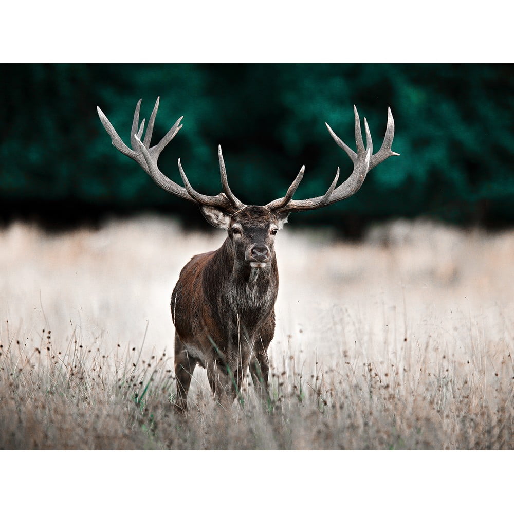 Poza Tablou 85x113 cm Deer a€“ Styler