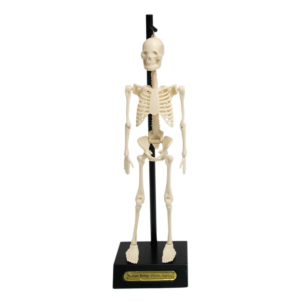Mulaj schelet Rex London Anatomical bonami.ro imagine 2022