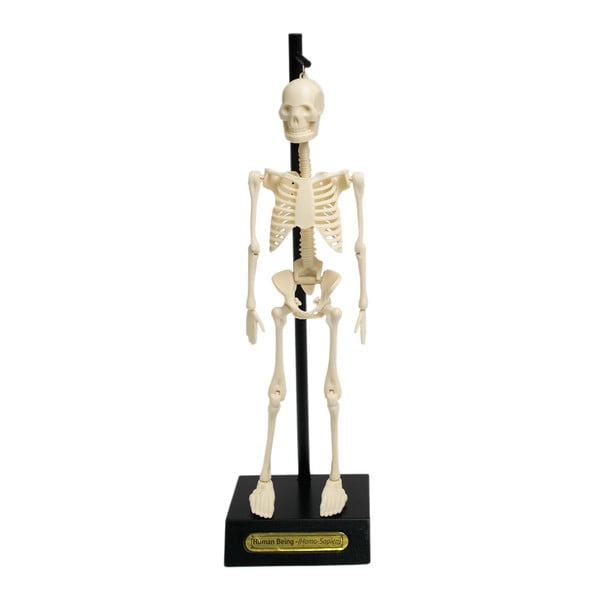 Mulaj schelet Rex London Anatomical