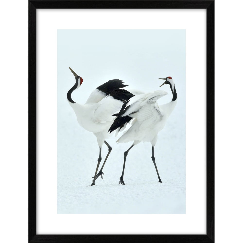  Poster 30x40 cm Dancing Herons - knor 