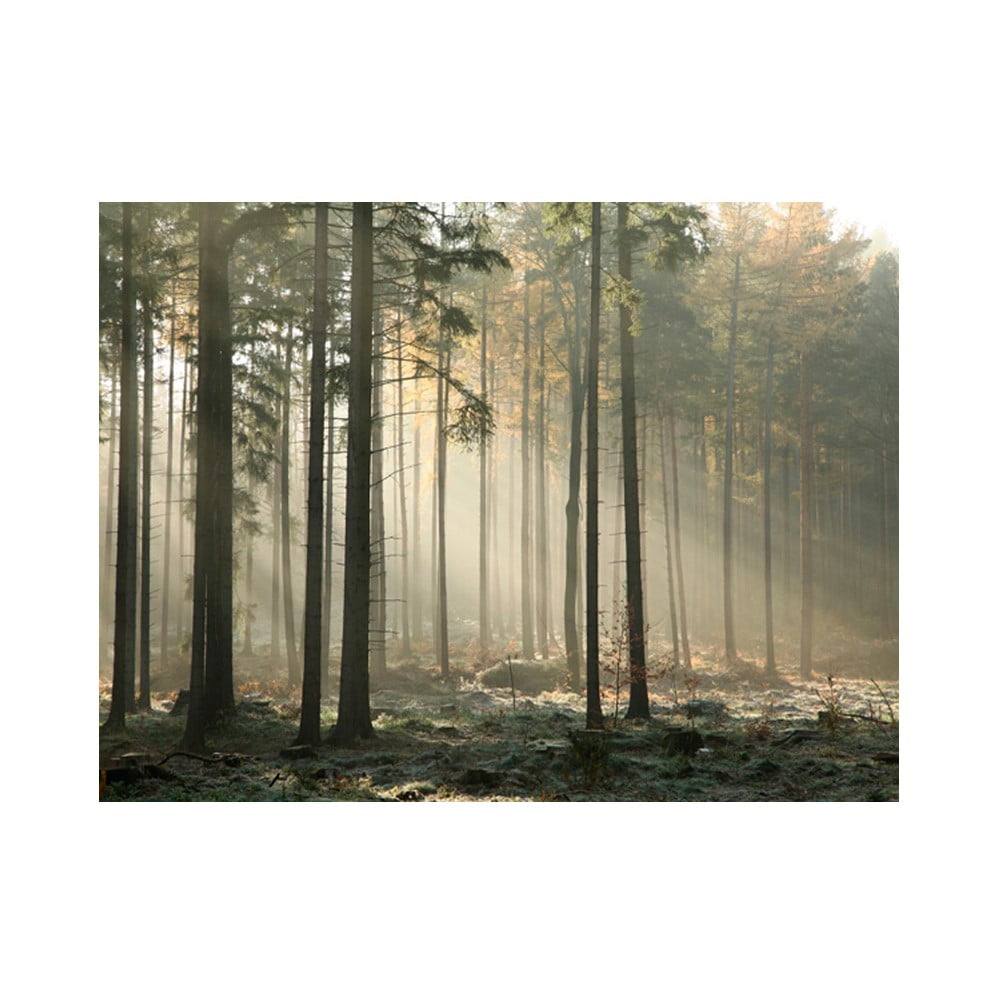 Tapet în format mare Artgeist Foggy November Morning, 400 x 309 cm Artgeist imagine 2022