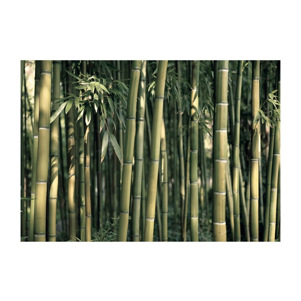 Tapet în format mare Artgeist Bamboo Exotic, 400 x 280 cm Artgeist